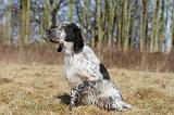 SETTER ANGLAIS 027